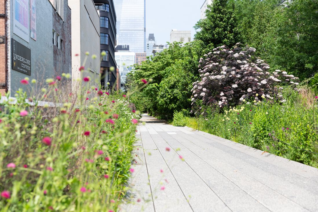 Photographs from the High Line, July 2020, showing overgrown trees and grasses, creating a fairy tale like experience